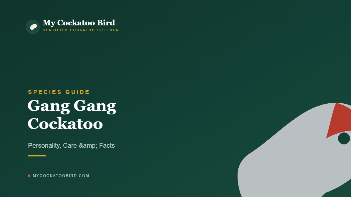 Gang Gang Cockatoo: Personality, Care & Facts — My Cockatoo Bird