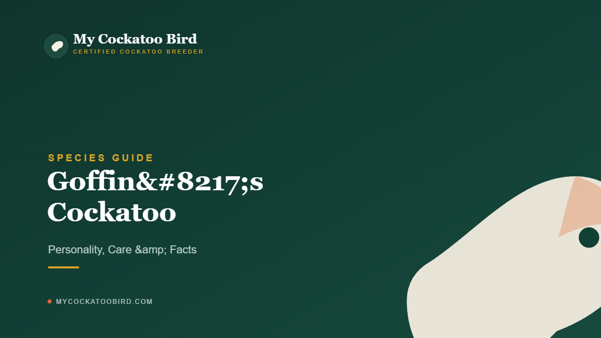 Goffin’s Cockatoo: Personality, Care & Facts — My Cockatoo Bird