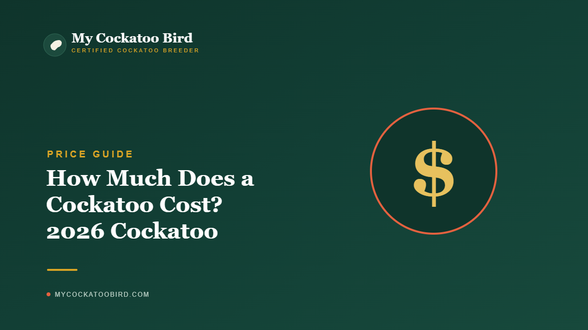 How Much Does a Cockatoo Cost? 2026 Cockatoo Price Guide — My Cockatoo Bird