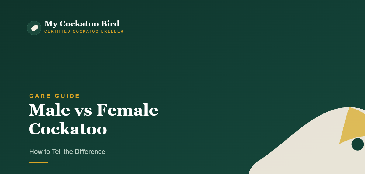 Male vs Female Cockatoo: How to Tell the Difference — My Cockatoo Bird