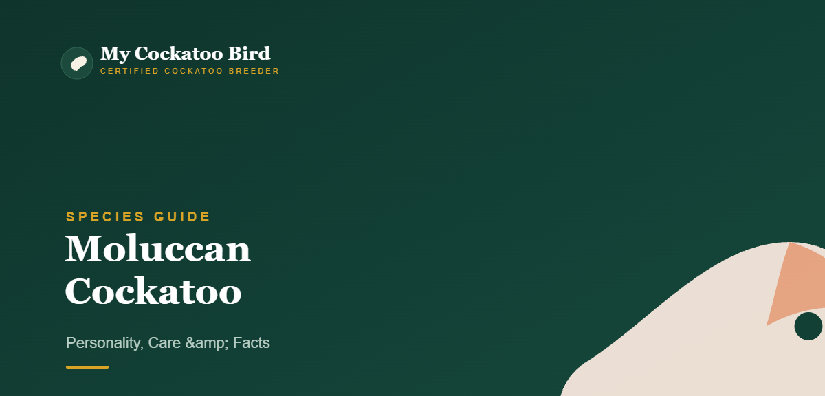 Moluccan Cockatoo: Personality, Care & Facts — My Cockatoo Bird