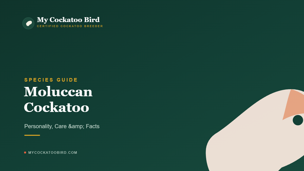 Moluccan Cockatoo: Personality, Care & Facts — My Cockatoo Bird