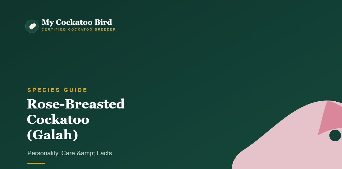 Rose-Breasted Cockatoo (Galah): Personality, Care & Facts — My Cockatoo Bird