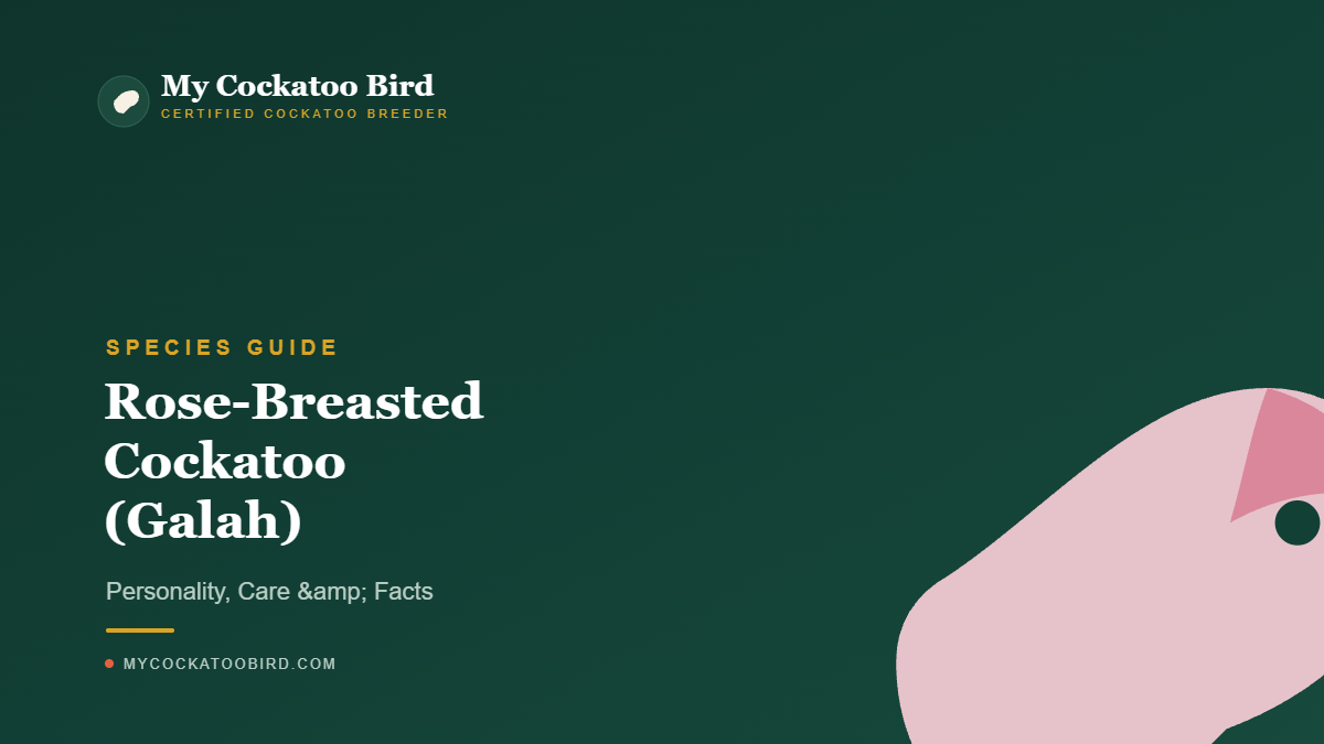 Rose-Breasted Cockatoo (Galah): Personality, Care & Facts — My Cockatoo Bird