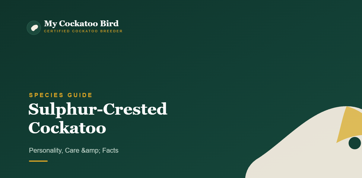 Sulphur-Crested Cockatoo: Personality, Care & Facts — My Cockatoo Bird