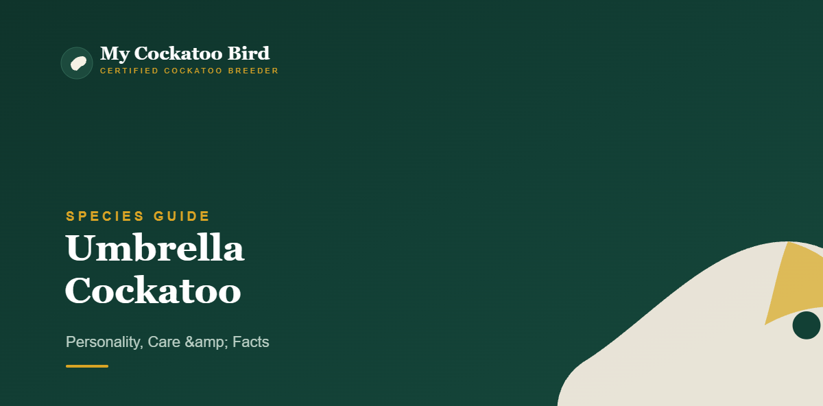 Umbrella Cockatoo: Personality, Care & Facts — My Cockatoo Bird
