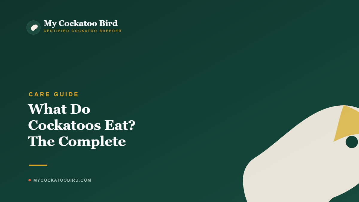 What Do Cockatoos Eat? The Complete Cockatoo Diet — My Cockatoo Bird