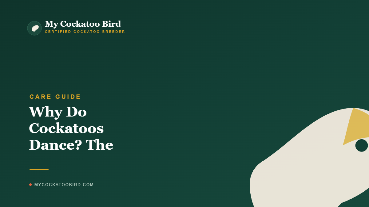 Why Do Cockatoos Dance? The Science Behind It — My Cockatoo Bird