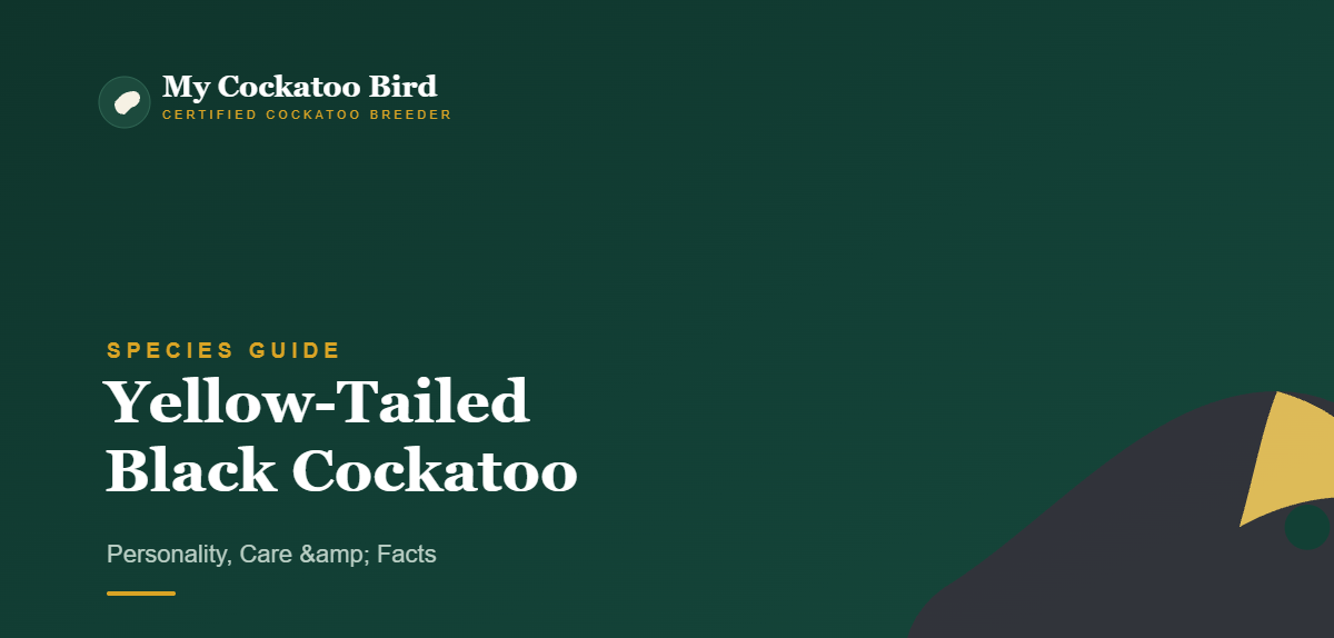 Yellow-Tailed Black Cockatoo: Personality, Care & Facts — My Cockatoo Bird