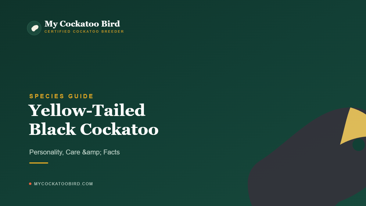 Yellow-Tailed Black Cockatoo: Personality, Care & Facts — My Cockatoo Bird
